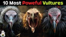 10 Strongest Vultures On Earth