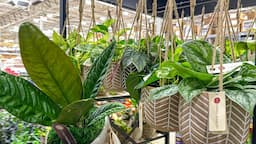 Jessenia Pothos, Hoyas, Calatheas, & more! Plant Shopping at Lowes, Home Depot, & Walmart!