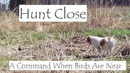 Easy, No-Stress Method To Teach Bird Dogs To Hunt Close