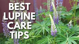 Perennial Lupine Care Tips For Huge, Healthy Purple Flowers  💜