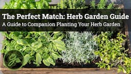 The Perfect Match: Herb Garden Guide - A Guide to Companion Planting Your Herb Garden