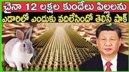 చైనా చేసిన పనికి ప్రపంచమంతా షాక్..12 లక్షల కుందేల్లను ఎడారిలో ఎందుకు వదిలి పెట్టిందో తెలిస్తే షాక్