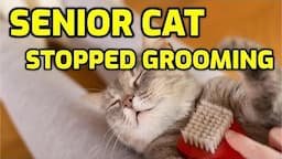 How To Help An Older Cat With Grooming And Staying Clean