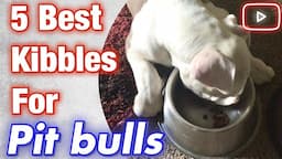 5 best kibbles for pit bulls that are affordable!