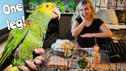 One legged parrot gets a handicapped cage makeover!