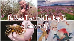 Do Peach Trees Hold The Keys To Immortality? 🍑