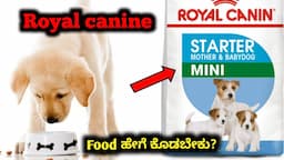 ನಾಯಿಮರಿ ಗಳಿಗೆ Royal Canine Food ಹೇಗೆ ಕೊಡಬೇಕು | How to Feed Royal canine | Dog Food | Beagle Puppy