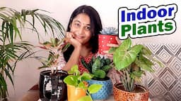 Indoor Plants Care Part 1 Low Light Indoor Plants | Best Air Purifier plants #indoorplants #plants