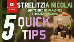 5 Quick tips Strelitzia nicolai White Bird of Paradise Strelitzia reginae