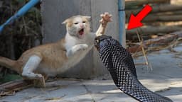 When cats encounter wild animals !