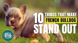 10 Things That Make a French Bulldog Stand Out