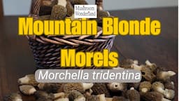 The Mountain Blonde Morel- Morchella tridentina