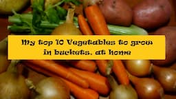 My top 10 vegetables to grow in buckets at home. See the results, then give it a go.