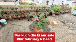 Bas kuch din ki aur sale phir february k baad / shampysgarden