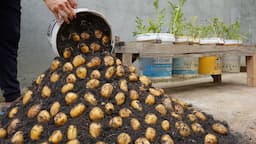 Using this method, You can grow potatoes all year round. Growing potatoes in plastic containers