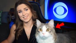 Best Cats Work From Home News Bloopers