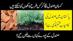 How To Grow Sandalwood | Earn Millions by Farming Sandalwood | Sandalwood Farming in Pakistan