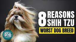 8 Reasons Shih Tzu Might Just Be The Worst Dog Breed