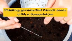 How to grow Carrots rapid seed germination indoors for a fast start. No need to thin out guaranteed.