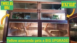 Yellow Anaconda Gets A BIG Reptile Enclosure!! 8'x2'x18"