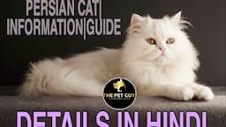 Persian Cat - Information - Guide in Hindi #thepetguy