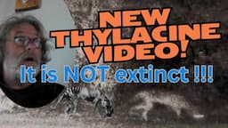 *New* Thylacine video from Western Australia, plus the top 10 videos of Thylacine's EVER!!!