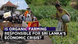 Is organic farming responsible for Sri Lanka's economic crisis?