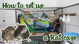 How to set up a Rat cage