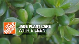 Jade Plant Care with Eileen | Indoor House Plants | The Home Depot