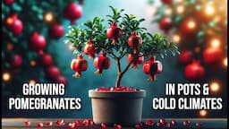 Growing Pomegranates in Containers & in Cold Climates: YES, It's Possible!