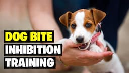 Best Dog Bite Inhibition Training You Should Teach Your Dogs