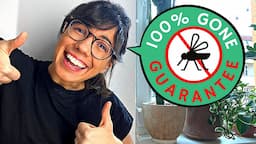 How to get rid of FUNGUS GNATS (EASY + 100% EFFECTIVE)