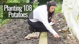 Planting 108 Potatoes (Almost!)