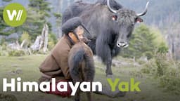 In the Himalayas alongside the last nomadic yak-breeding peoples | The domestication of epic horns