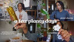 a few planty days | shipping plants, repotting corms, unboxing a new plant + new flower humidifier💌