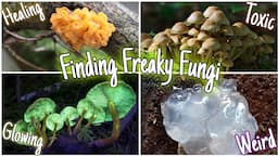 Exploring Weird & Wonderful Mushrooms That Grow In The Woods!🍄 Healing, Toxic, Glowing & More!