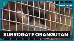 Orangutan Surrogate Struggles - Monkey Life - S01 EP07 - Documentary