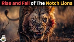 The Notch Lions - The Story of the Legendary Maasai Mara Coalition