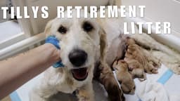 GOLDENDOODLE PUPPIES ARE HERE 🐶 | TILLYS RETIREMENT LITTER