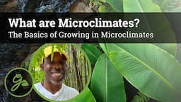 What Are Microclimates? The Basics of Microclimates in Permaculture