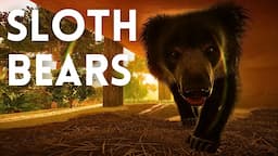 Making a HUGE Ethical Sloth Bear Habitat