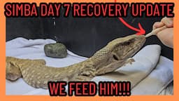 SAVANNAH MONITOR SURGERY RECOVERY DAY 7 UPDATE SYRINGE FEEDING | LIZARD REPTILE |