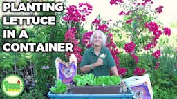 How To Plant Lettuce in A Container Efficiently // Green Thumb Nursery