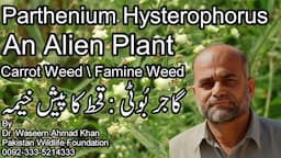 Grass Weed A Threat to Crops of Pakistan | Gajar Booti Ko Control Karnay Ka Tarika | Parthenium