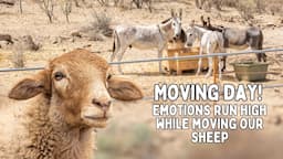 Sheep & Donkeys: Adorable Chaos! | Tenerife Horse Rescue