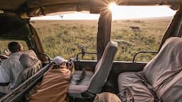 Lions at Sunrise - WILDLIFE PHOTOGRAPHY ON SAFARI