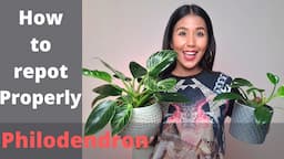 Philodendron birkin repotting and care tips | Basic things you need to know about philodendron