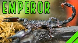 How To Care For The Emperor Scorpion Pandinus imperator