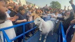 Heavy weight Kajla Chatra Show 2024 Lahore #sheep #bakra #bull #bakra_mandi #cow_mandi #goat #mandi