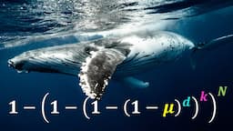 Why don't whales get more cancer? - Peto's Paradox